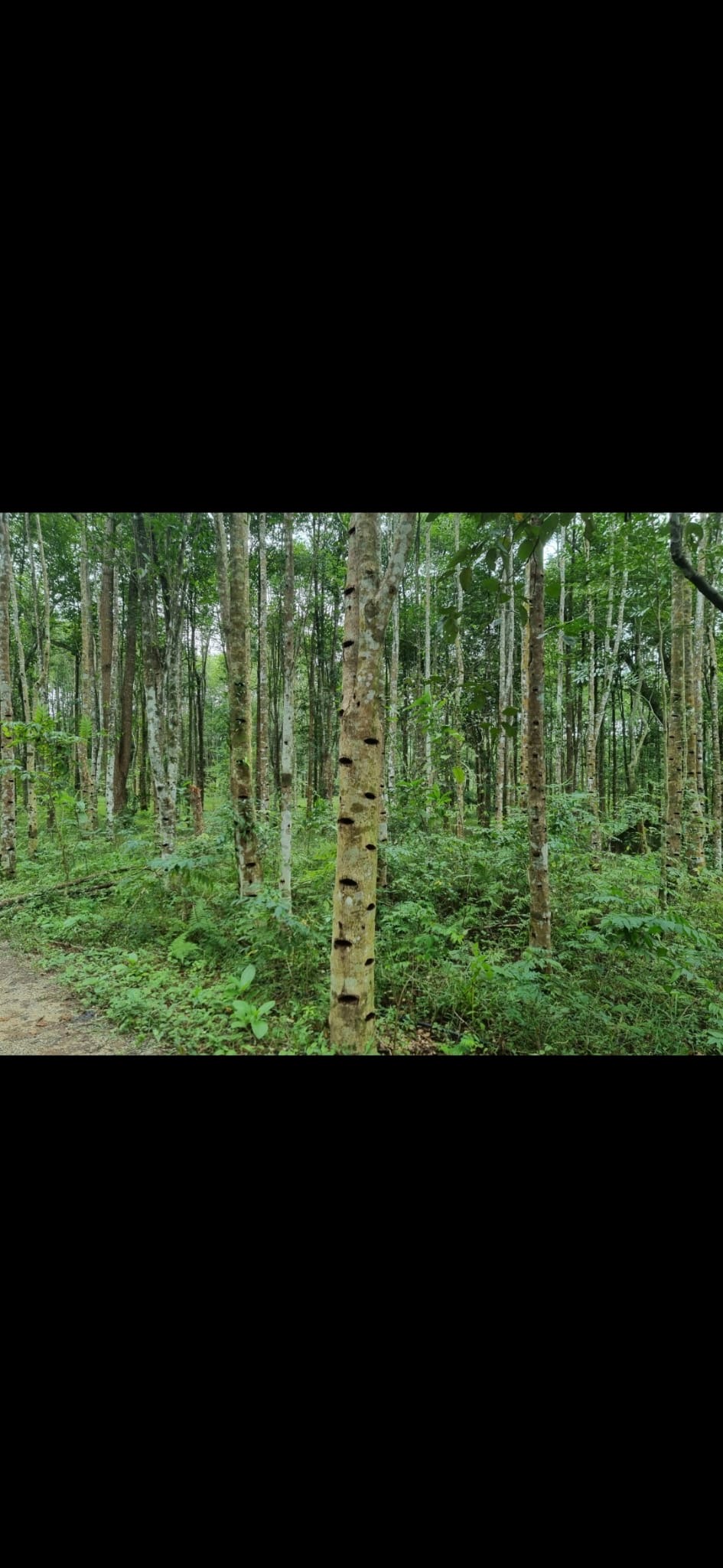 AQUILARIA CRASSNA OUD OIL AAA+ OLD TREE VIETNAM 2 ML - Image 3