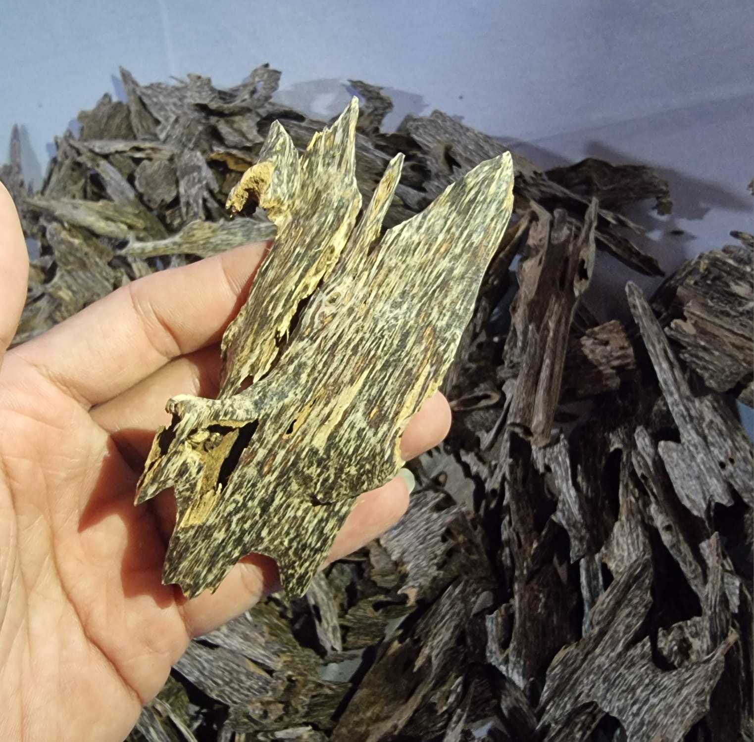 Aquilaria Crassna Ant Oud AA 20 gm