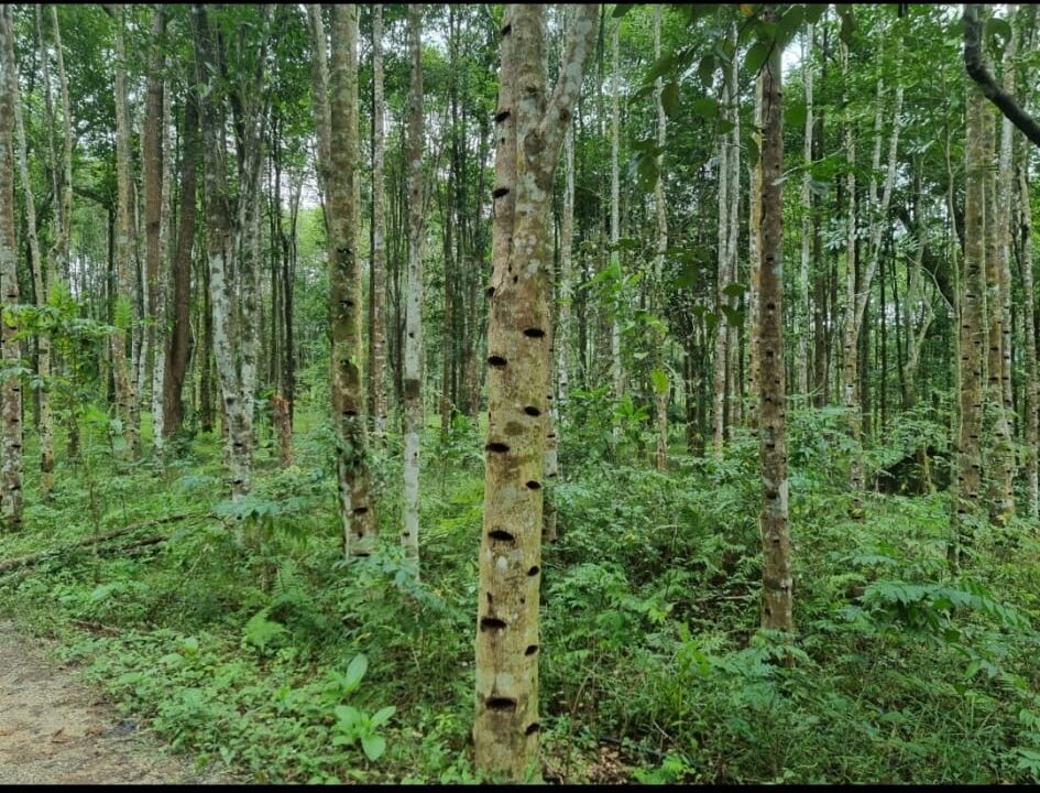 ATTAR OUD OIL FROM AQUILARIA CRASSNA TREE VIETNAM 2 ML - Image 2