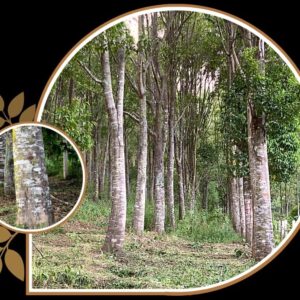 Aquilaria Crassna Chiseled Oud AA+ 20 GM