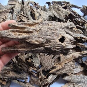 Aquilaria Crassna Ant Oud AA+ 20 gm