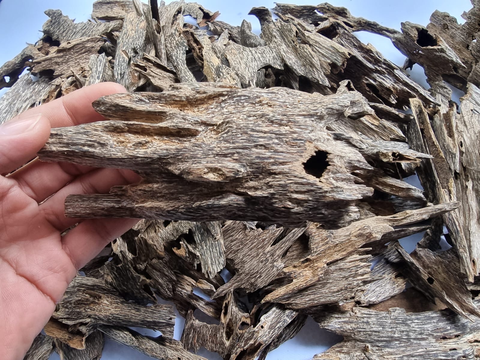 Aquilaria Crassna Ant Oud AA+ 20 gm