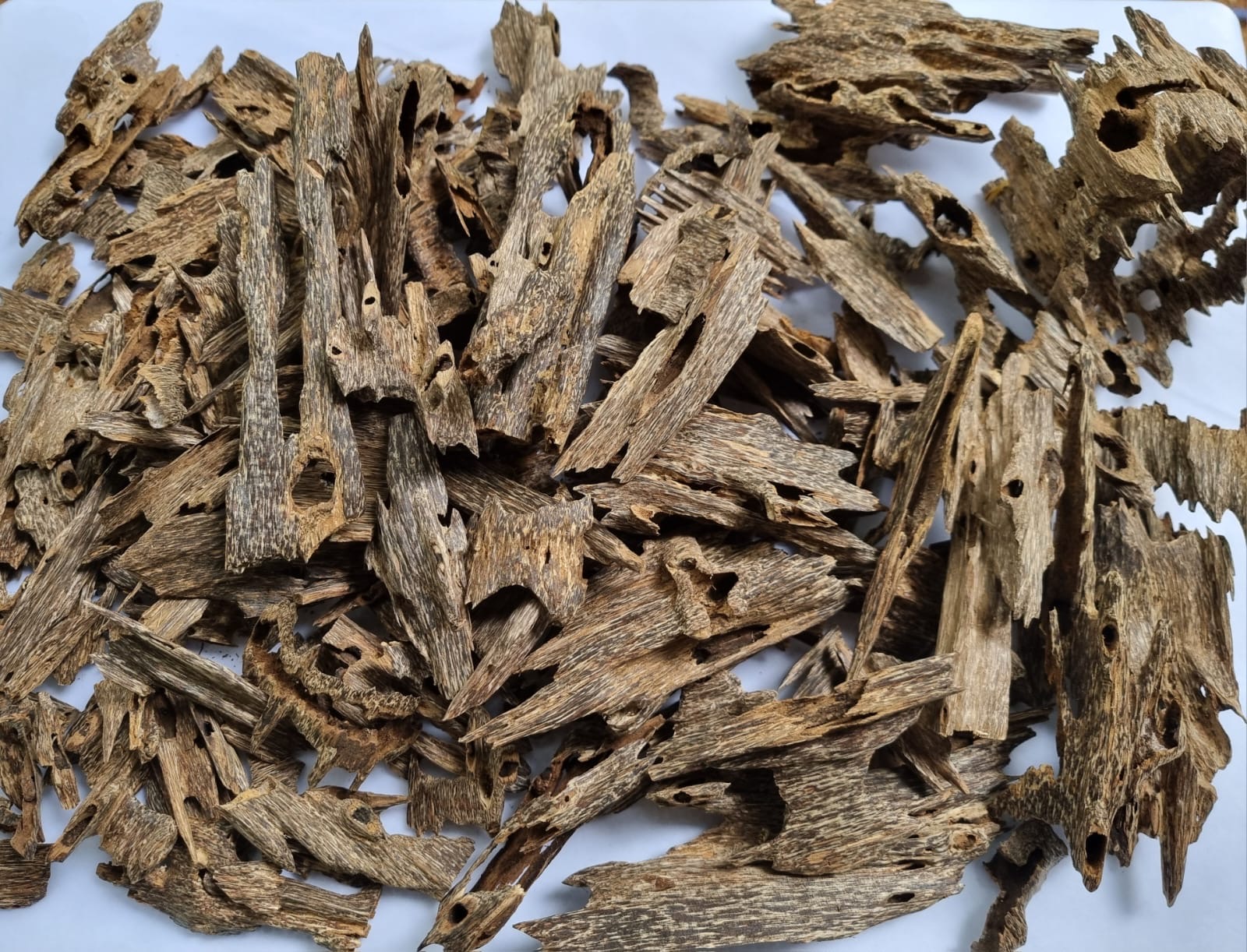 Aquilaria Crassna Ant Oud AA 20 gm - Image 3