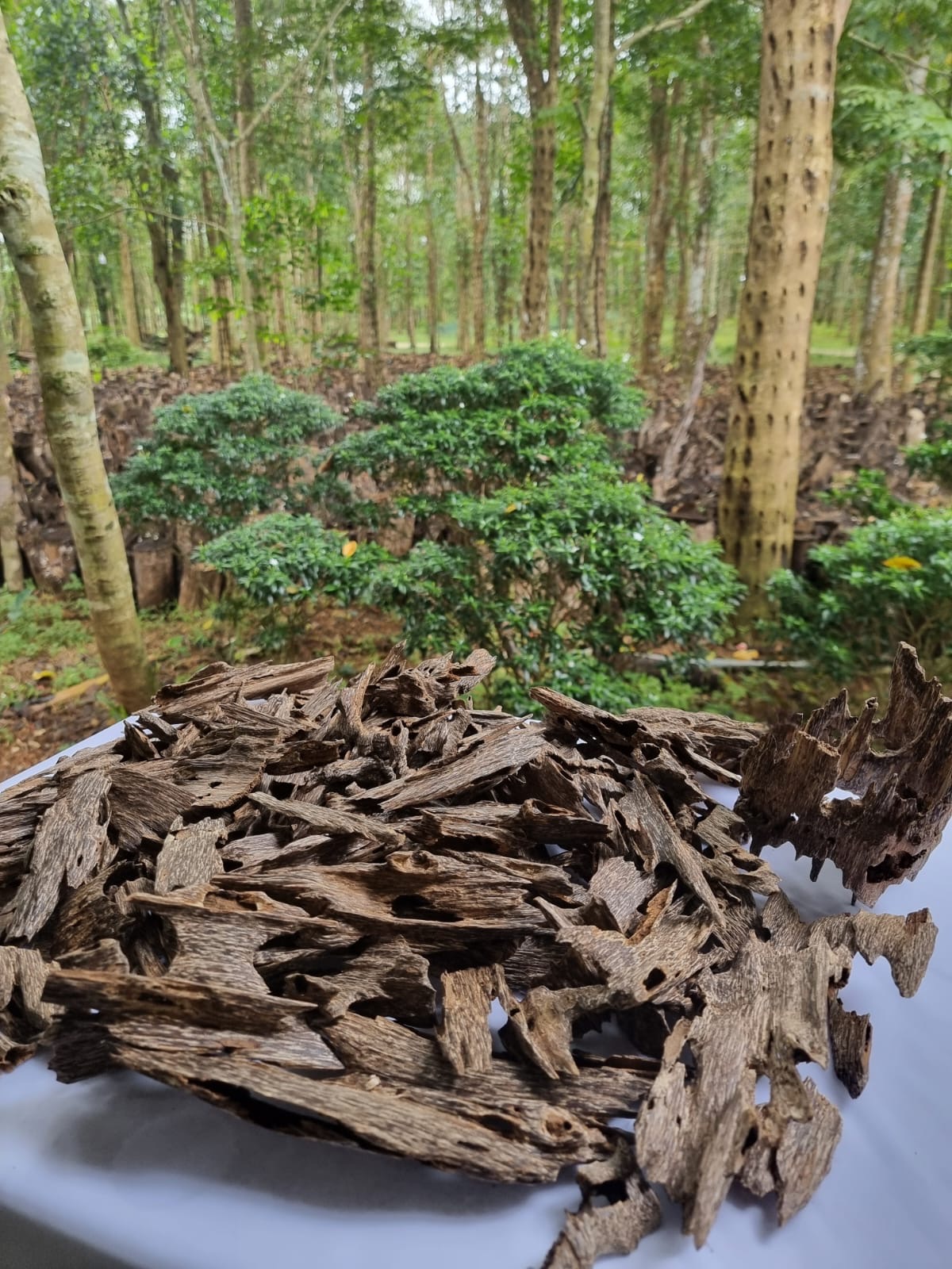 Aquilaria Crassna Ant Oud AA+ 20 gm - Image 4