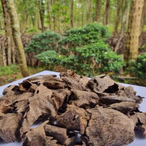 AQUILARIA CRASSNA DRILLED OUD A+ 20 GM