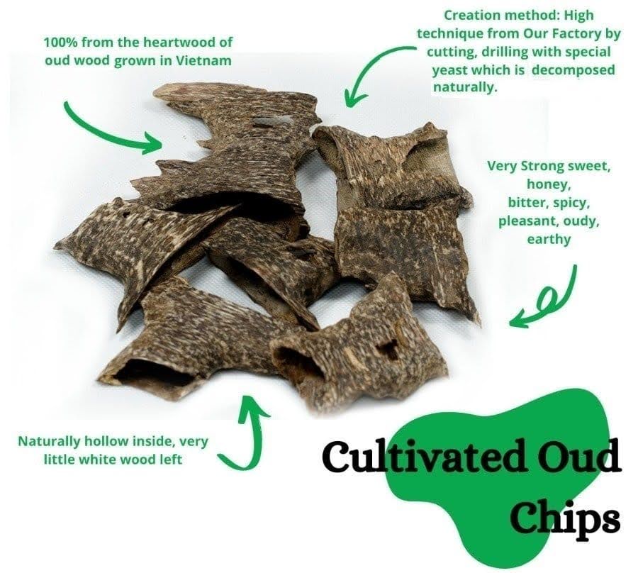 Aquilaria Crassna Ant Oud AA+ 20 gm - Image 3